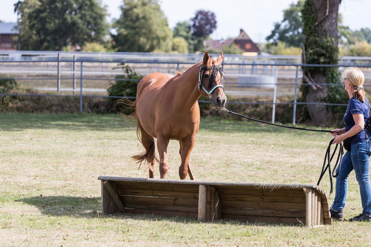 Bild 17 - Pony Akademie Turnier